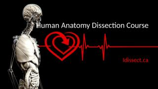 Check Out for Human Anatomy Dissection Course -  idissect.ca.pptx